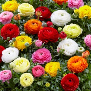 Garden State Bulb Mixed Ranunculus Flower Bulbs, 7/8cm, Fall Planting