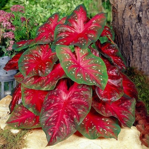 May include: A cluster of Caladium plants with large, heart-shaped leaves. The leaves are primarily a vibrant red with green edges and white speckles. The plant is set against a natural backdrop of greenery and a tree trunk.