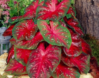 Garden State Bulb Fancy Red Flash Caladium Bulbs, Bare Roots