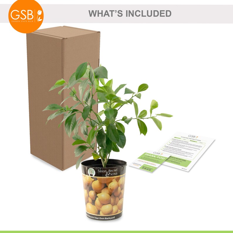 Garden State Bulb Meyer Lemon Tree - Thumbnail 4
