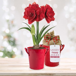 Garden State Bulb Red Double Amaryllis Bulb Gift Kit, 26/28cm - Easy to Grow, Perfect Holiday Gift!