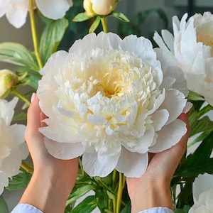 Garden State Bulb Bowl of Cream Peony Flower Bulbs, Bare Root, Spring Planting