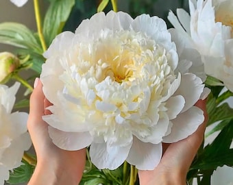 Garden State Bulb Bowl of Cream Peony Flower Bulbs, Bare Root, Spring Planting