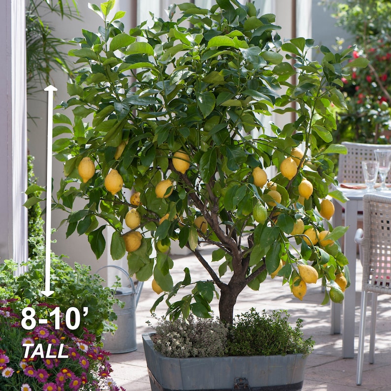 Garden State Bulb Meyer Lemon Tree - Thumbnail 2