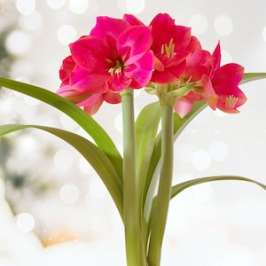 Garden State Bulb Ice Pink Amaryllis Flower Bulb, 26/28cm