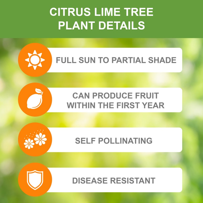 Garden State Bulb Persian Lime Tree, Citrus Live Plant (1 Gallon Potted)