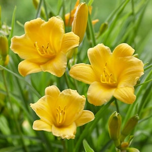 May include: Three yellow daylily flowers in bloom with green foliage in the background.