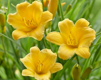 Garden State Bulb Stella D'oro Daylily Flower Bulbs, Yellow, Bare Roots, Spring Planting