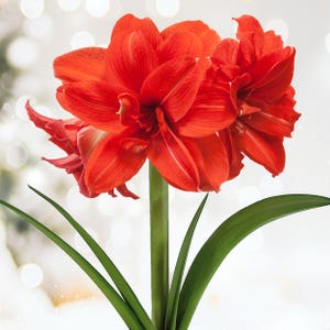 Garden State Bulb Red Peacock Double Amaryllis Flower Bulb, 26/28cm