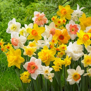 Garden State Bulb All-In-One Mixed Daffodil Flower Bulbs, 12/14cm, Fall Planting