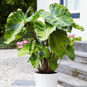 May include: A large potted plant with variegated green and dark green leaves. The plant has thick, dark stems and is in a white, ribbed pot. The plant is outdoors, with a gravel surface and a brick staircase in the background.