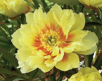 Garden State Bulb Bartzella Itoh Peony, Live Bare Root, Spring Planting