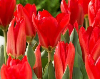 Garden State Bulb Fosteriana Red Emperor Tulip Flower Bulbs, 12/+ cm, Fall Planting