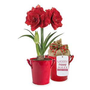 Garden State Bulb Red Double Amaryllis Holiday Gift Kit with Planter, 26/28cm (Red, White, Cream or Zinc)