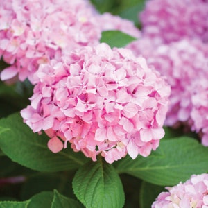 May include: Close-up of a pink hydrangea flower in bloom. The flower is surrounded by green leaves.