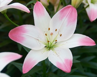 Garden State Bulb Sugar Love Asiatic Lily Flower Bulbs, 14/16 cm, Spring Planting