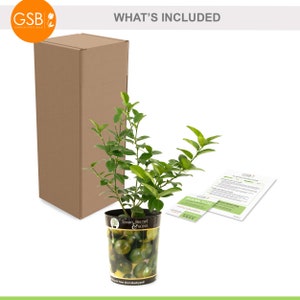 Garden State Bulb Persian Lime Tree, Citrus Live Plant (1 Gallon Potted) Out of Box