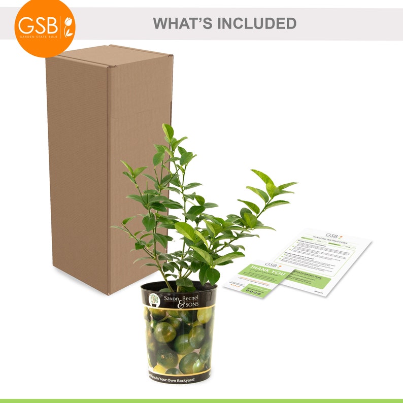 Garden State Bulb Persian Lime Tree, Citrus Live Plant (1 Gallon Potted) Out of Box