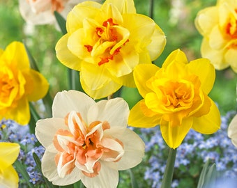 Garden State Bulb Double Mixed Daffodil Flower Bulbs, 14/16cm, Fall Planting
