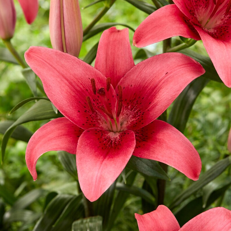 Garden State Bulb Pink County Asiatic Lily Flower Bulbs, 14/16cm ...