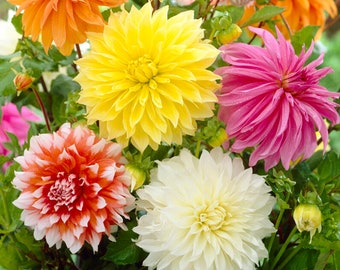 Garden State Bulb Dinnerplate Dahlia Mixed Flower Bulbs, Bare Roots, Spring Planting