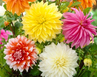 Garden State Bulb Dinnerplate Dahlia Mixed Flower Bulbs, Spring Planting