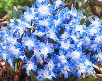 Garden State Bulb Blue Giant Chionodoxa Glory of the Snow Flower Bulbs, 5/+ cm, Fragrant, Fall Planting