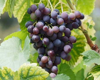Garden State Bulb Concord Seedless Grape Bare Roots for Planting, Non-GMO