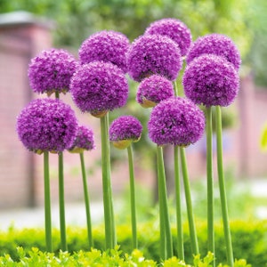 Garden State Bulb Gladiator Allium Flower Bulbs, 18cm, Fall Planting, Deer Resistant