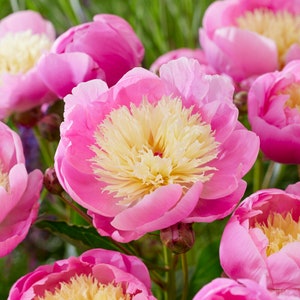May include: A bouquet of pink peonies with creamy white centers. The peonies are in full bloom and have a delicate, ruffled appearance.