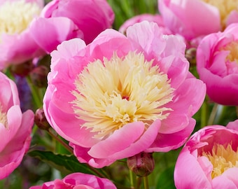 Garden State Bulb Pink Bowl of Beauty Peony Flower Bulbs, Bare Roots, Spring Planting