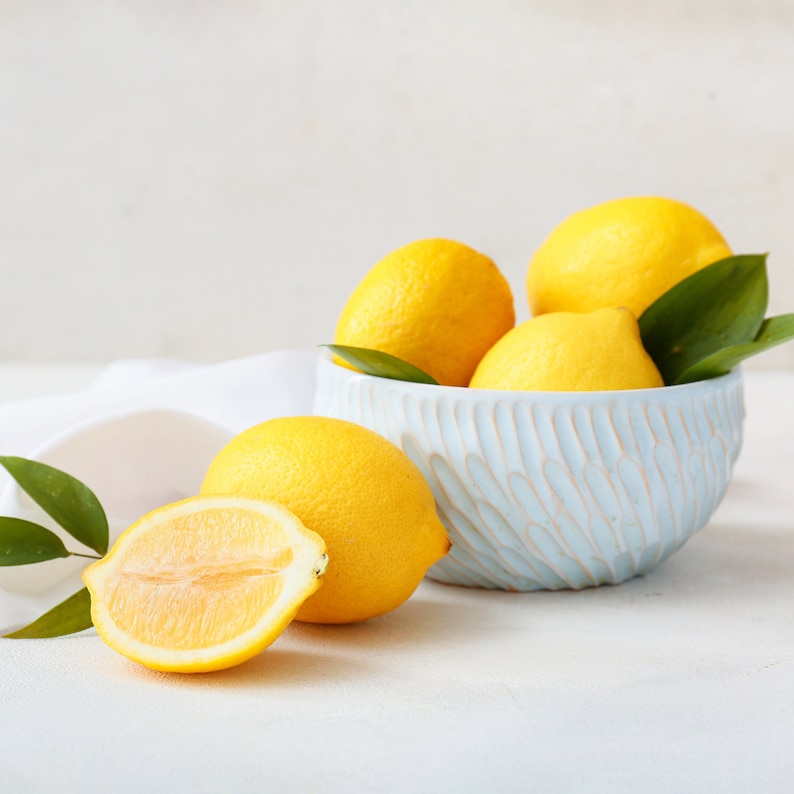 Garden State Bulb Meyer Lemon Tree