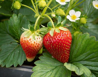 Garden State Bulb Tristar Everbearing Strawberry Bare Root Crowns for Planting, Non-GMO