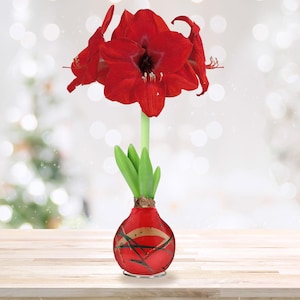 May include: A vibrant red amaryllis flower with large, open petals and a dark center, growing from a bulb. The bulb is encased in a round, red glass vessel decorated with thin, dark, abstract lines and a subtle gold-toned curved accent.
