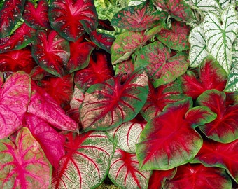 Garden State Bulb Mixed Caladium Bulbs, Bare Roots, Spring Planting