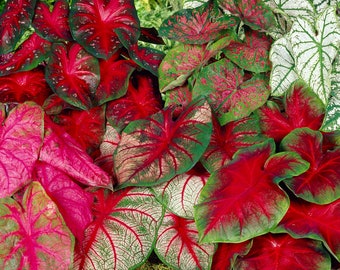 Garden State Bulb Mixed Caladium Bulbs, Spring Planting