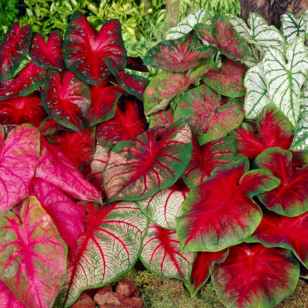 Garden State Bulb Mixed Caladium Bulbs, Bare Roots- Spring Planting