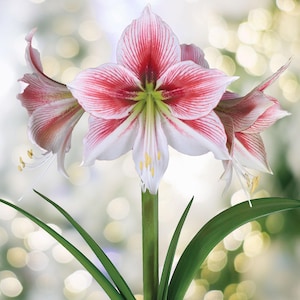 May include: An amaryllis flower featuring large, trumpet-shaped petals with a white base and prominent red stripes radiating from the center. The bloom has a light green throat, yellow-tipped stamens, and a sturdy green stem with leaves.