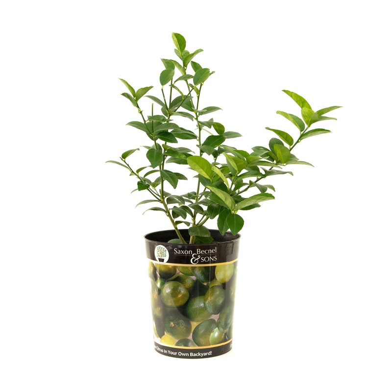 Garden State Bulb Persian Lime Tree, Citrus Live Plant (1 Gallon Potted)