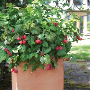 Bushel and Berry Raspberry Shortcake® Raspberry Bare Root for Planting, Non-GMO