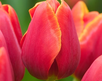 Garden State Bulb Triumph Verandi Tulip Flower Bulbs, 12/+ cm, Fall Planting