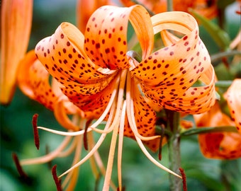 Bulbos de flores de lirio tigre Garden State Bulb Splendens, 14/16 cm, plantación de primavera