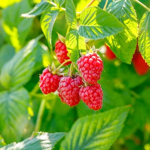 May include: Close-up of ripe red raspberries growing on a green raspberry bush. The raspberries are clustered together on the vine.