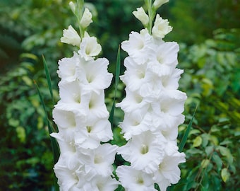 Garden State Bulb White Polar Bear Gladiolus Flower Bulbs, 12/14cm, Spring Planting