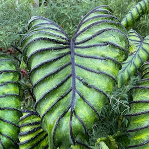 Garden State Bulb Pharaoh's Mask Elephant Ear Bulbs, 7/9 inch Circumference, Very Rare, Spring Planting