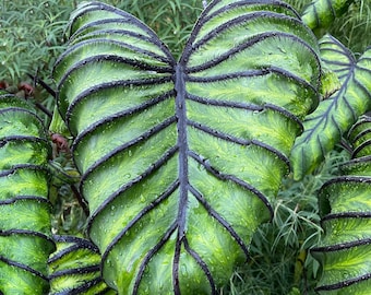 Garden State Bulb Pharaoh's Mask Elephant Ear Bulbs, 7/9 inch Circumference, Very Rare, Spring Planting