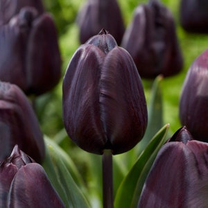Garden State Bulb Hybrid Black Nightmare® Single Late Tulip Bulbs, 12/+ cm, Fall Planting