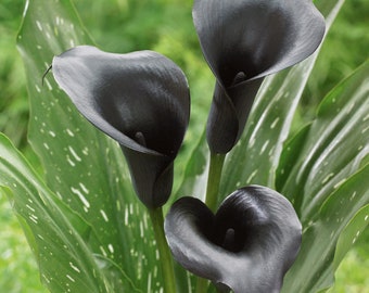 Garden State Bulb Black Escape Calla Lily Flower Bulbs, 14/16 cm, Spring Planting