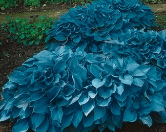 Garden State Bulb Blue Hosta Mix Bare Roots, Shade Perennial, Spring Planting