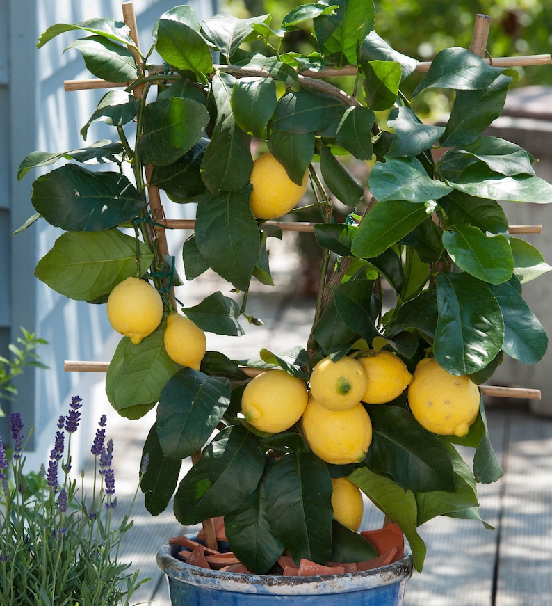 Garden State Bulb Meyer Lemon Tree - Thumbnail 5